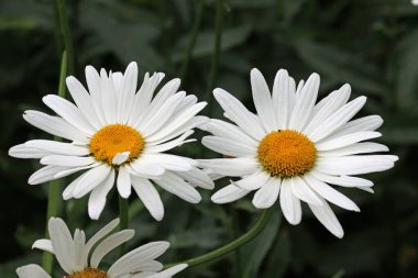 Beyaz Shasta papatya, leucanthemum superbum, bilinmeyen çeşitlilikte, yaprakların bulanık arkaplanı ile yakın plan çiçekleri.