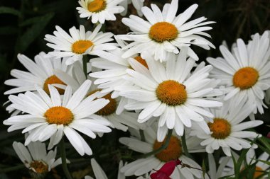 Beyaz Shasta papatya, leucanthemum superbum, bilinmeyen çeşitlilikte, yaprakların bulanık arkaplanı ile yakın plan çiçekleri.