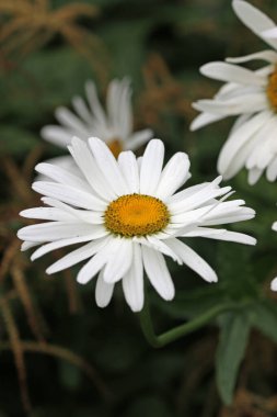 Beyaz Shasta papatya, leucanthemum superbum, bilinmeyen çeşitlilikte, yaprakların bulanık arkaplanı ile yakın plan çiçekleri.