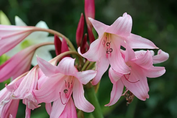 Pink Powell Hybrid Swamp Lily Crinum Powellii Flower Close Blurred — Stock Photo, Image