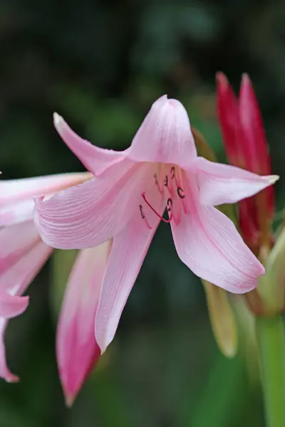Рожевий Powell Гібридна Болото Лілія Crinum Powellii Квітка Впритул Розмитим — стокове фото