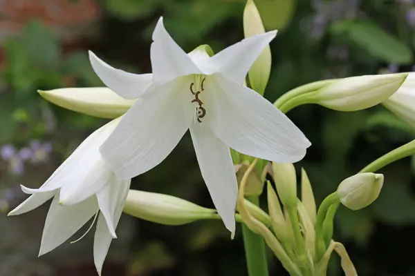 ホワイトパウエルハイブリッドスワンプライ クリンウムパウリエ アルバム 葉のぼやけた背景に近い花 — ストック写真