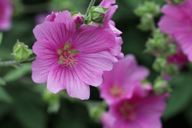 Pembe ağaç gülü, Lavatera x clementii çeşit gül, yakın mesafeden yağmur damlayan çiçek ve yaprak ve çiçeklerden oluşan bulanık bir arka plan..