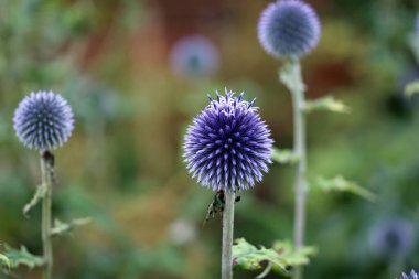 Mor küre devedikeni, Echinops ritro, yaprakların ve çiçeklerin bulanık arkaplanı olan çiçek..