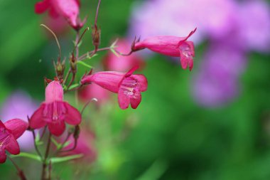 Kırmızı yüksükotu sakallı dil, Penstemon çeşidi Garnet, yaprakların bulanık arkaplanıyla yakın plan çiçek sivriliği..