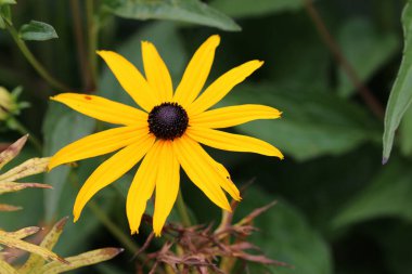 Sarı coneflower, Rudbeckia fulgida çeşidi sullivantii Goldsturm, siyah merkezli çiçek ve bulanık yapraklardan oluşan bir arka plan..