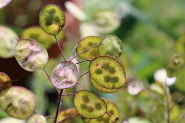 Dürüstlük, Lunaria Annua, çiçek yarı şeffaf tohum kabukları yakın planda, yaprakların bulanık arkaplanı.