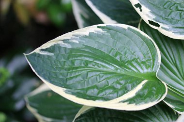 Değişik nilüferler, Hosta bilinmeyen türler ve çeşitlilik, yeşil merkezler ve beyaz kenarlı ve bulanık yapraklı bir arka plan ile yakın ayrılır.