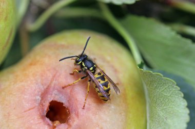 Olgun elma, bilinmeyen çeşitlilikte Malus domestica, bir eşekarısı, Vespula türü ve yaprakların bulanık arkaplanı ile elmanın içine doğru çiğnenmiş bir delik..