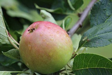 Olgun elma, Malus bilinmeyen bir çeşitliliğe sahip evcil hayvan yağmur damlaları ve bulanık yapraklarla dolu bir ağaçtan koparmaya hazır..