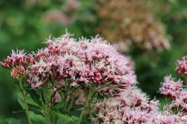 Pembe kenevir tarımı, Eupatorium cannabinum, yaprakların ve çiçeklerin bulanık arkaplanına sahip çiçekler..