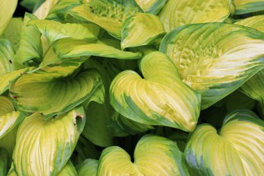 Değişik nilüferler, Hosta bilinmeyen türler ve çeşitlilik, beyaz ve sarı merkezler ve yaprakların bulanık arka planına sahip yeşil kenarlarla yakın çekim yapar.