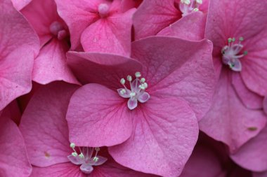Bilinmeyen türler ve çeşitlilikte pembe paspas başlıklı Hydrangea, arka plan olmadan makrodaki çiçekler yakın plan.