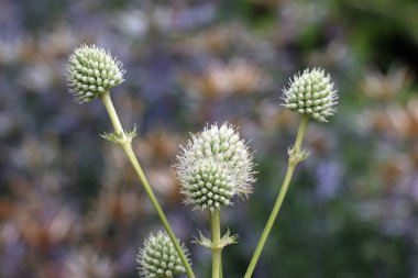 Beyaz süslemeli bahçe denizi Holly, Eryngium yuccifolium, yakın planda bulanık yapraklı çiçekler..