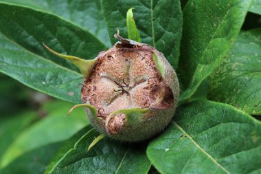 Olgun Medlar, Mespilus Germanica. Bulanık yapraklı bir ağacın tepesinde meyveler..