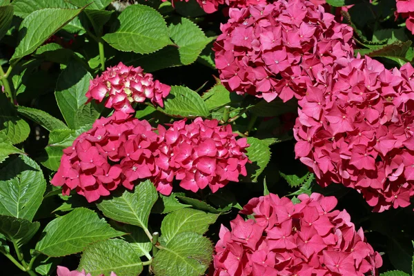 Bilinmeyen türler ve çeşitlilikte pembe paspas başlıklı Hydrangea. Arka planda bulanık yapraklar olan çiçekler..