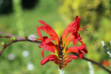 Kırmızı Montbretia, Crocosmia bilinmeyen türler ve çeşitlilik, yaprakların bulanık arkaplanıyla yakın planda çiçek açan sivri uçlu.