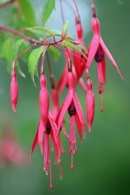Bilinmeyen türler ve çeşitlilikte pembe ve mor Fuchsia çiçekleri, yaprakların bulanık arkaplanıyla yakın plan.