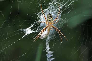 Siyah ve sarı eşekarısı örümceği, Argiope bruennichi, yakın planda bir ağ üzerinde, ipeğe sarılı koyu bulanık bir arka plan ile avlanıyor..