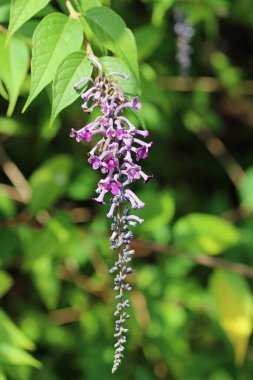 Mor kelebek çalısı, Buddleja kıvrımlı olduğu sanılıyor, çiçek bulanık yapraklarla panikliyor..