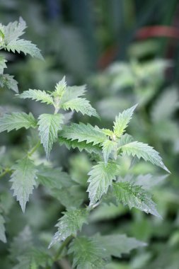 Gypsywort, Lycopus europaeus, çiçeksiz bitki, arka planda bulanık yapraklar.