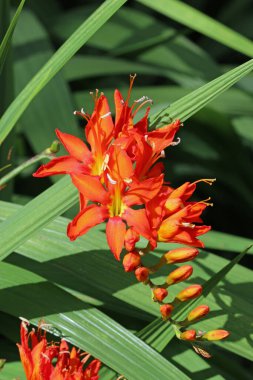 Turuncu Montbretia, Crocosmia bilinmeyen türler ve çeşitlilik, yaprakların bulanık arkaplanıyla yakın planda çiçek açan sivri uçlu.