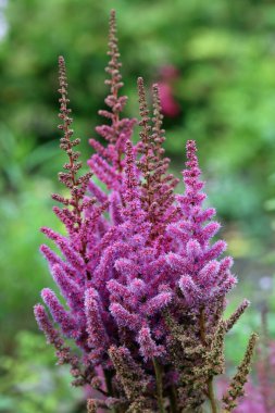 Pembe Astilbe bilinmeyen çiçek çeşitleri yakın planda bulanık yapraklar ve çiçeklerle.