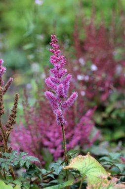 Pembe Astilbe bilinmeyen çiçek çeşitleri yakın planda bulanık yapraklar ve çiçeklerle.