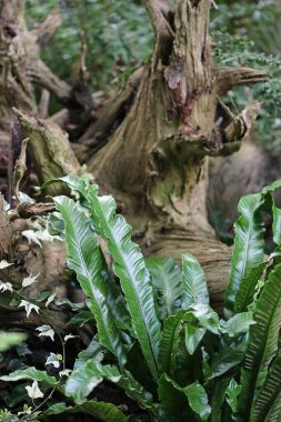 Harts tongue fern, Asplenium scolopendrium, fronds in a stumpery with a background of blurred leaves and a tree stump. clipart