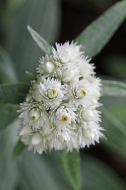 Pearly everlasting, Anaphalis of unknown species, white flowers in close up with a blurred background of leaves. clipart