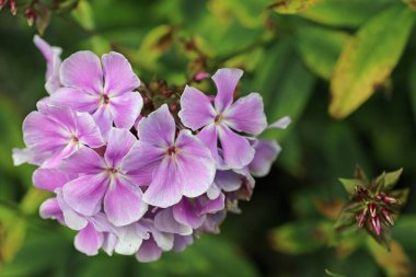 Pembe phlox, Phlox paniculata, bilinmeyen bir çeşitlilikte, yaprakların ve çiçek tomurcuklarının bulanık arkaplanına yakın plan..