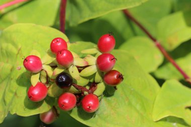 Sharon gülü, Hypericum türü, kırmızı ve siyah meyveler yakın planda yaprakların bulanık arkaplanı.