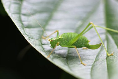 Speckled bush cricket, Leptophyes punctatissima, adult female on leaf with characteristic ovipositor and a blurred background of leaves. clipart