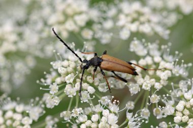 Erkek kırmızı kahverengi uzun boynuzlu böcek, Stictoleptura yakutu, yaprakların ve çiçeklerin bulanık arka planıyla beyaz umbel çiçeklerle besleniyor..