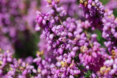 Pembe çan fundası, Erica cinerea, yaprakların ve çiçeklerin bulanık arkaplanı ile yakın plan.