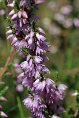 Pink heather, Calluna vulgaris, flowers in close up with a blurred background of leaves and flowers. clipart