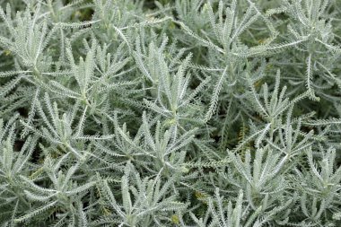 Cotton lavender, Santolina chamaecyparissus of unknown variety. leaves in close up with no background. clipart