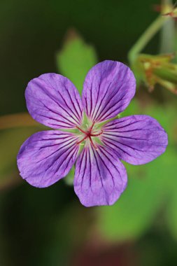 Mor turna gagası, bilinmeyen türler ve çeşitlilikte, yakın planda çiçek, erkek organları ve lekeler ve bulanık yaprakların arka planına odaklanıyor..