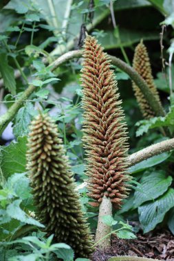 Gunnera, Gunnera manikürü, yaprakların bulanık arkaplanı olan bahçeye yakın çiçekler..