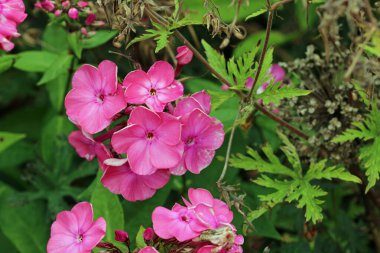 Pembe phlox, Phlox paniculata, bilinmeyen bir çeşitlilikte, yaprakların bulanık arkaplanı ile yakın plan çiçek sivriliği.