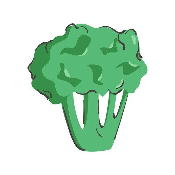 Ručně Kreslená Brokolice Izolovaná Bílém Pozadí Vektorová Ilustrace Barevný Minimalistický — Stockový vektor