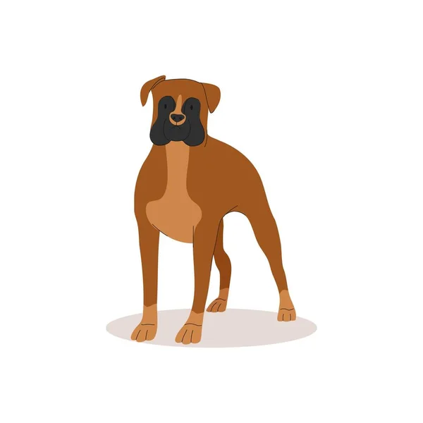 Komik Ciddi Bir Boksör Köpek Koleksiyonu Şirinliğin Vektör Çizimi Köpekleri — Stok Vektör