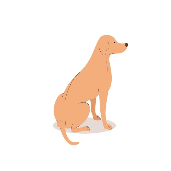Komik Labrador Köpek Koleksiyonu Şirinliğin Vektör Çizimi Köpekleri Modaya Uygun — Stok Vektör