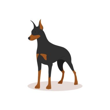 Zeki, ciddi, siyah bir doberman. Köpek koleksiyonu. Şirinliğin vektör çizimi köpekleri modaya uygun bir şekilde yetiştirir. Beyaz bir arkaplanda izole edilmiş