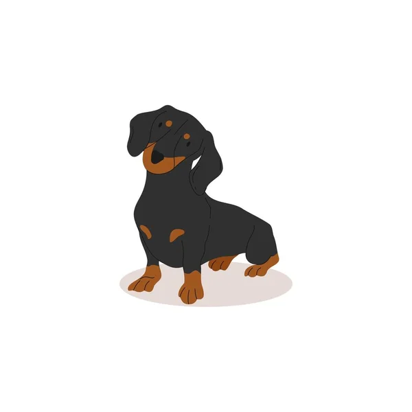 Komik Sevimli Siyah Dachshund Köpek Koleksiyonu Şirinliğin Vektör Çizimi Köpekleri — Stok Vektör