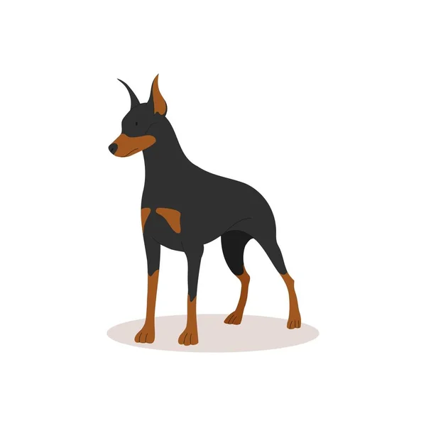 Smart Serious Black Doberman Dogs Collection Vector Illustration Cute Breeds — Stock Vector