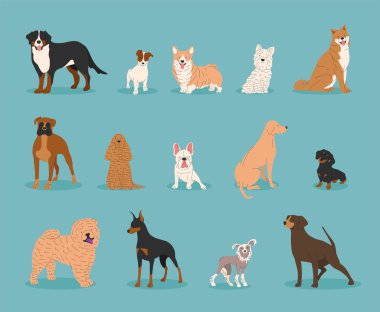 Köpek koleksiyonu. Komik çizgi filmin vektör çizimi farklı köpekleri düz moda olarak yetiştirir. Fransız Bulldog, Rottweiler, Dachshund, Doberman, Labrador. Şirin küçük ve büyük hayvanlar..