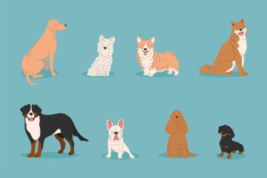 Köpek koleksiyonu. Komik çizgi filmin vektör çizimi farklı köpekleri düz moda olarak yetiştirir. Fransız Bulldog, Rottweiler, Dachshund, Shiba, Labrador. Şirin küçük ve büyük hayvanlar..