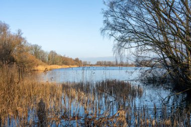 Parçalı bulutlu bir gökyüzünün altında ağaçlar ve sazlıklar olan bir göle bak.