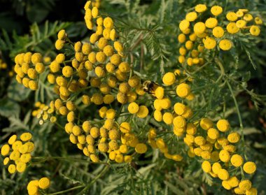 Yellow tansy flowers with greenery and a honeybee
